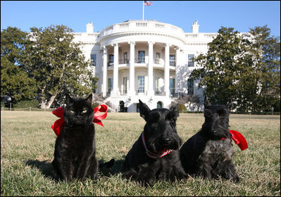 Illustration for article titled Terriers are the Best and Let Me Tell You Why